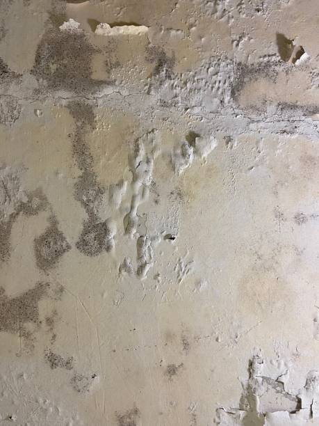 Best Certified Mold Removal  in Twentynine Palms, CA